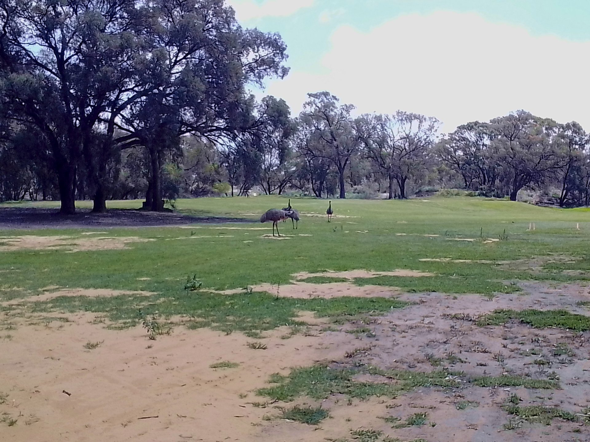 Emu inspecting the course at Wentworth