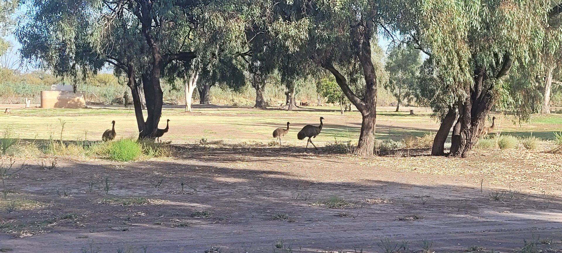 Emus wandering the Wentworth golf course