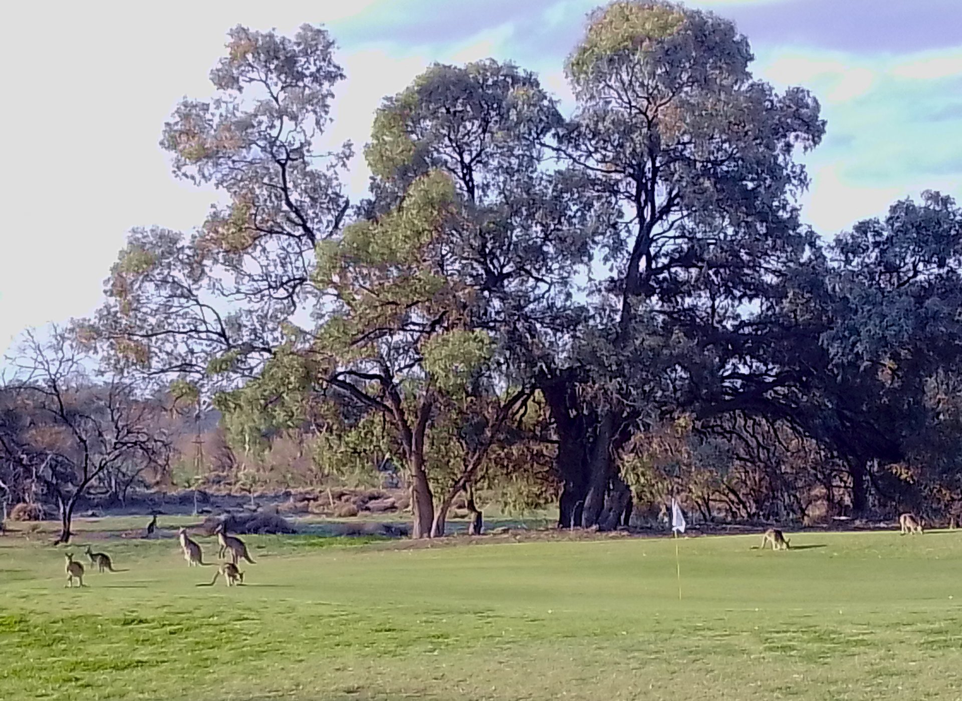 Kangaroos grazing on the Wentworth golf course fairway